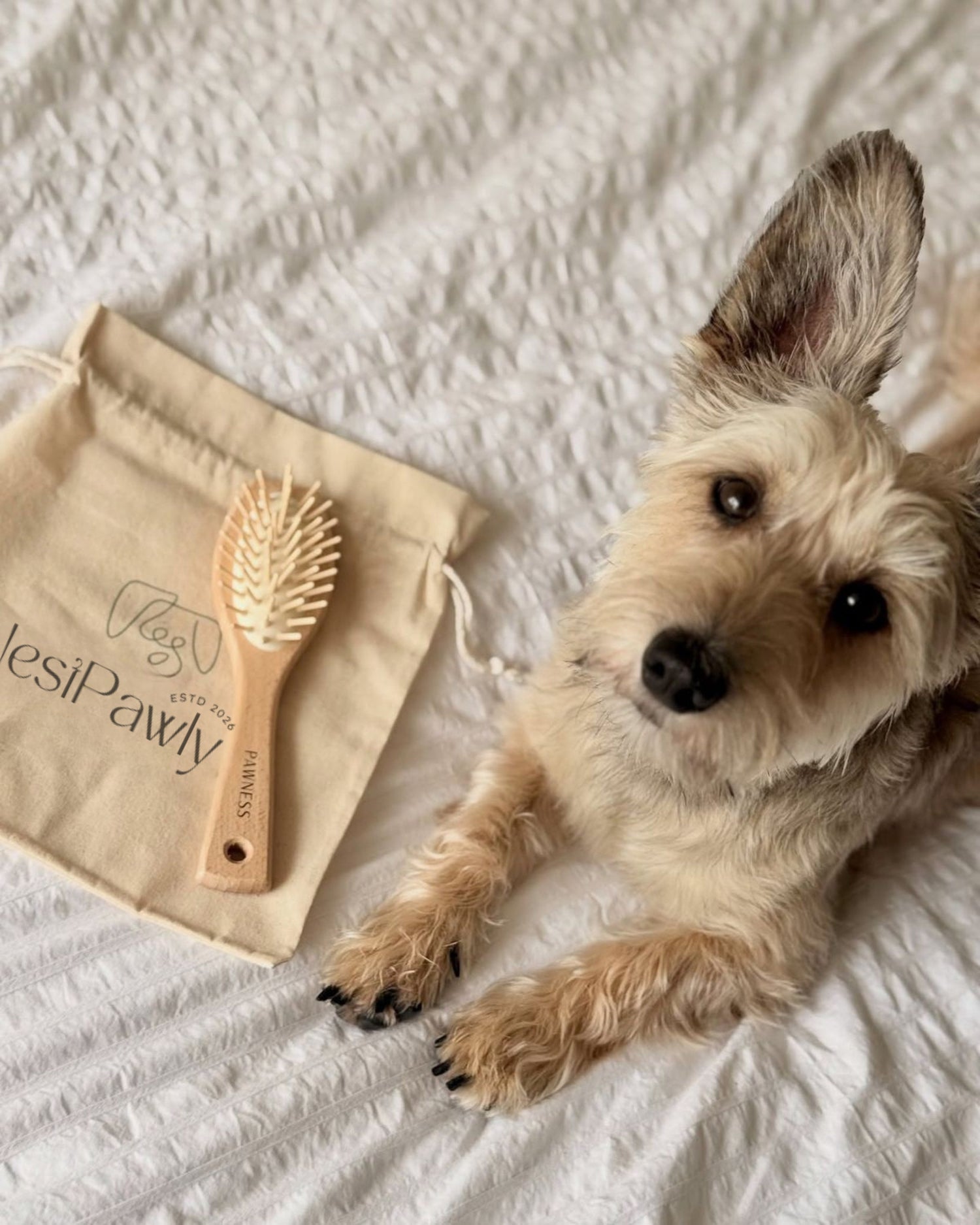 Dog Essentials
